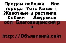 Продам собачку  - Все города, Усть-Катав г. Животные и растения » Собаки   . Амурская обл.,Благовещенский р-н